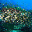 Twospot snapper school around a bommie at Koh Haa