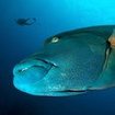 A Napoleon wrasse at the Surin Islands in Thailand