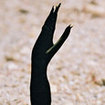 A black ribbon eel at Koh Surin