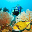 Titan triggerfish are common in Phuket