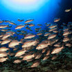 A school of snapper at Koh Samui, Thailand