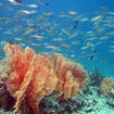 Twinspot snappers at Phuket Shark Point