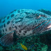 A potato grouper at Eight Miles Rock, Tarutao