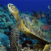 A turtle being cleaned at Phi Phi, Thailand