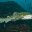 Leopard sharks are common residents at Koh Phi Phi