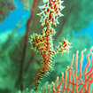 An ornate ghostpipefish at Koh Surin