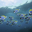 Powderblue surgeonfish at the Surin Islands