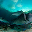 Bumphead parrotfish at Koh Surin, Thailand