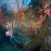 Liofish patrol the Krabi dive sites