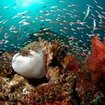 A stunning underwater visage of Krabi