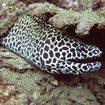 A honeycomb moray eel at the Bunsoong Wreck in Khao Lak