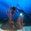 Underwater scenery from the Similan Islands, Thailand