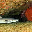 A whitetip reef shark at Koh Haa, Thailand