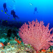 A large sea fan at Hin Daeng, Thailand