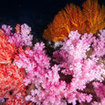 Red and purple dendronepthya corals and a sea fan at Hin Daeng