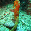 A tigertail seahorse at Richelieu Rock