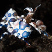 A harlequin shrimp at Surin, Thailand