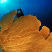 A diver and gorgonian fan in Burma