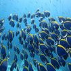 Powderblue surgeonfish, Similan Islands