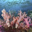 Dendronephthya soft corals at Koh Similan