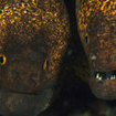 Yellowmargin moray eels at Koh Rok